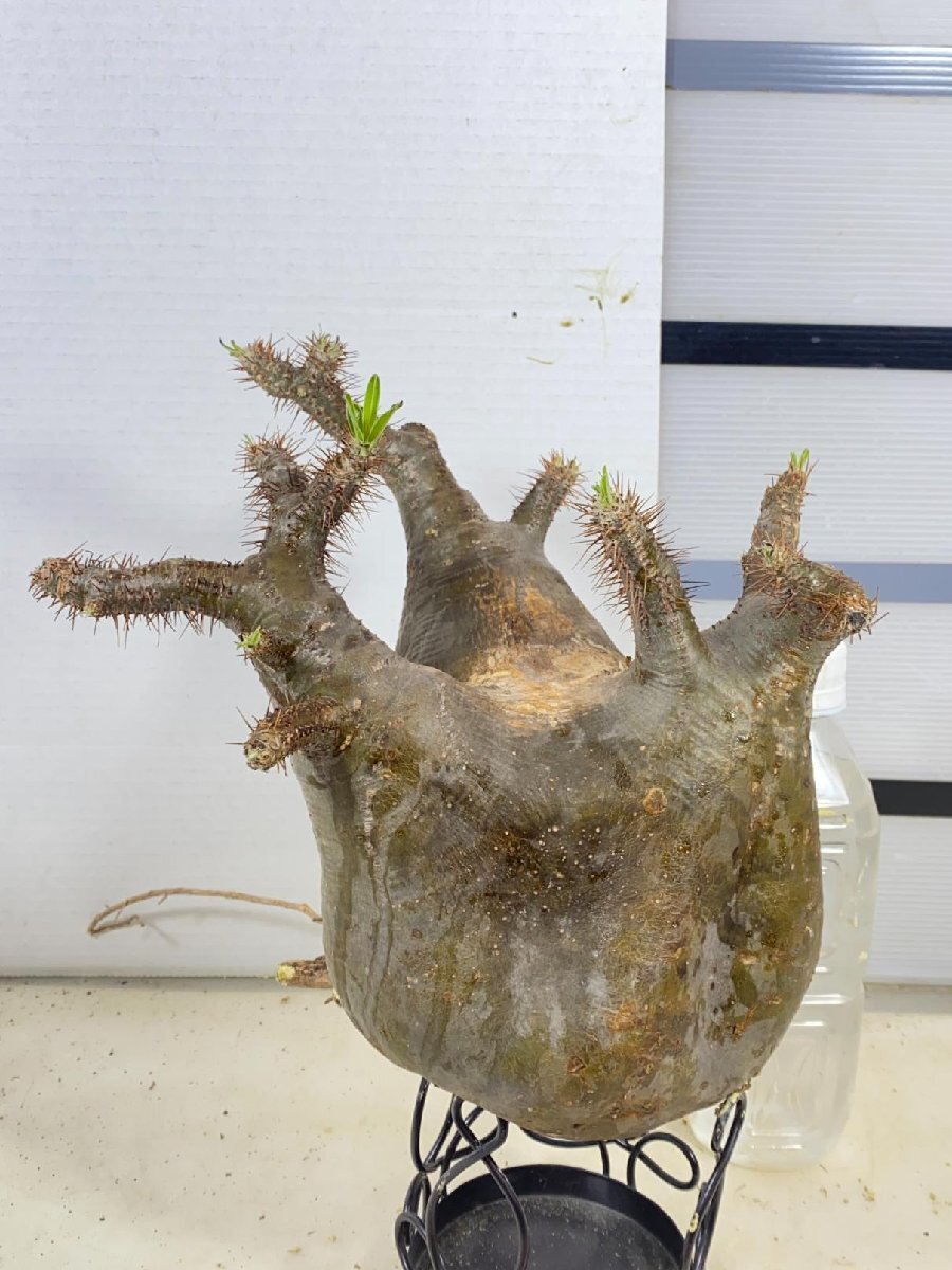 6165 「塊根植物」パキポディウム グラキリスL 抜き苗【最新到着・gracilius・根切確認済・マダガスカル】