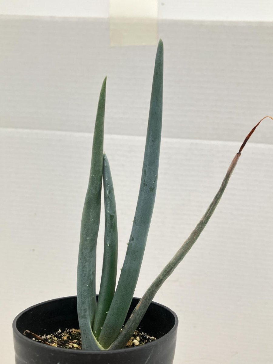 Aloe suzannaeアロエスザンナエ国内実生株