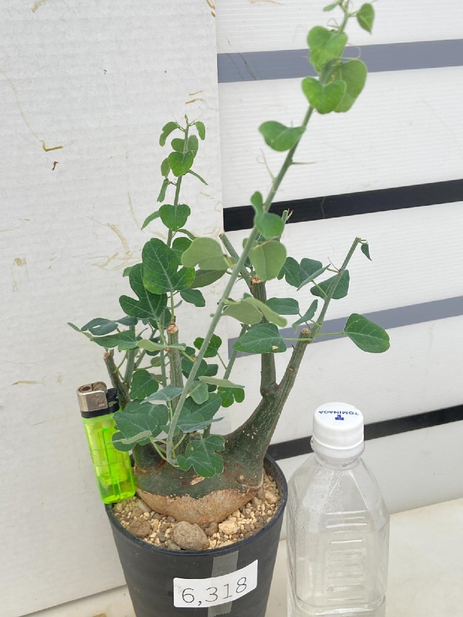 6318 「塊根植物」アデニア スピノーサ 植え【発根開始・Adenia spinosa・多肉植物・丸株】