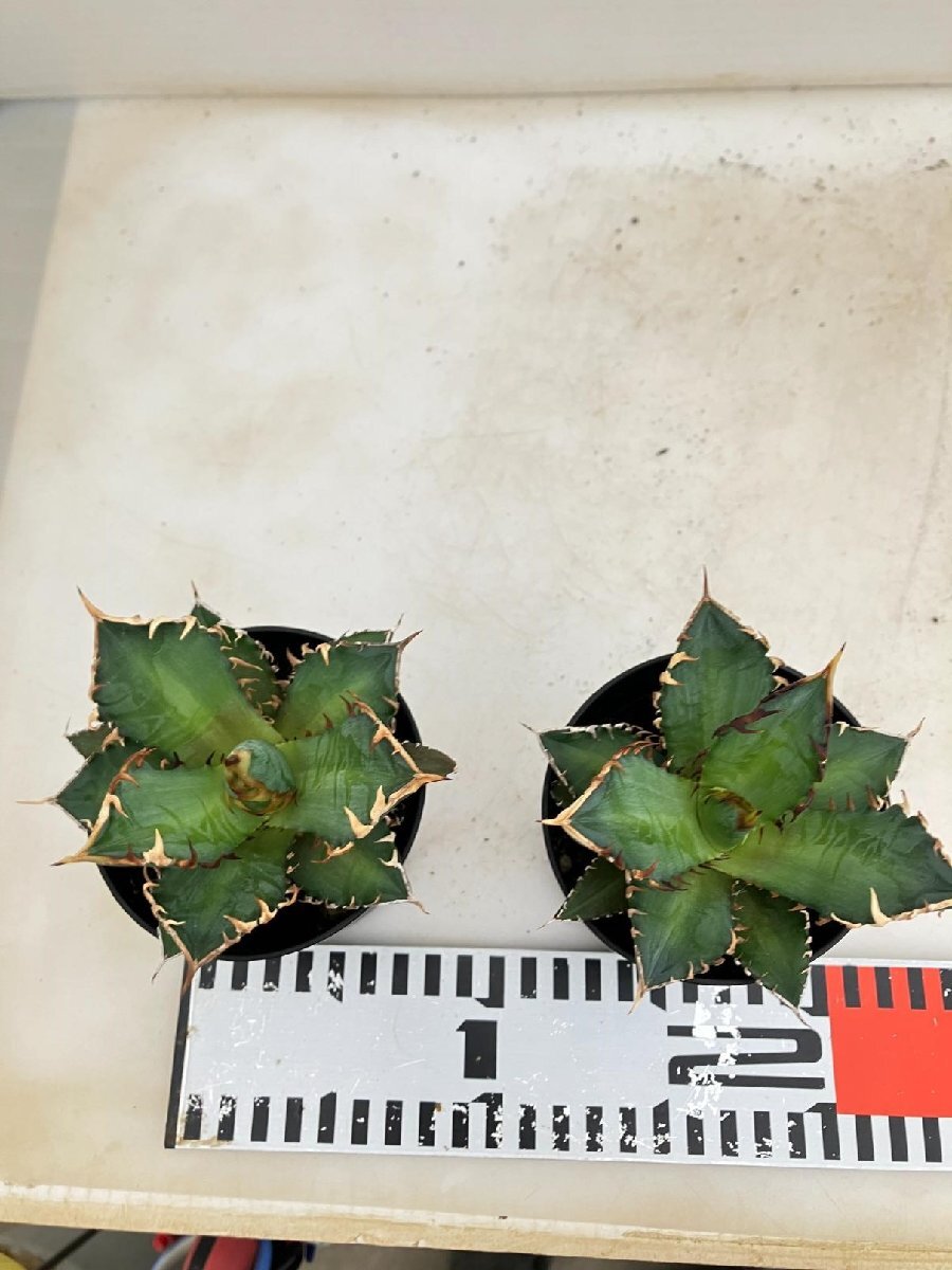 6717 高級 アガベ チタノタ 赤猫 2株セット 発根 多肉植物 子株