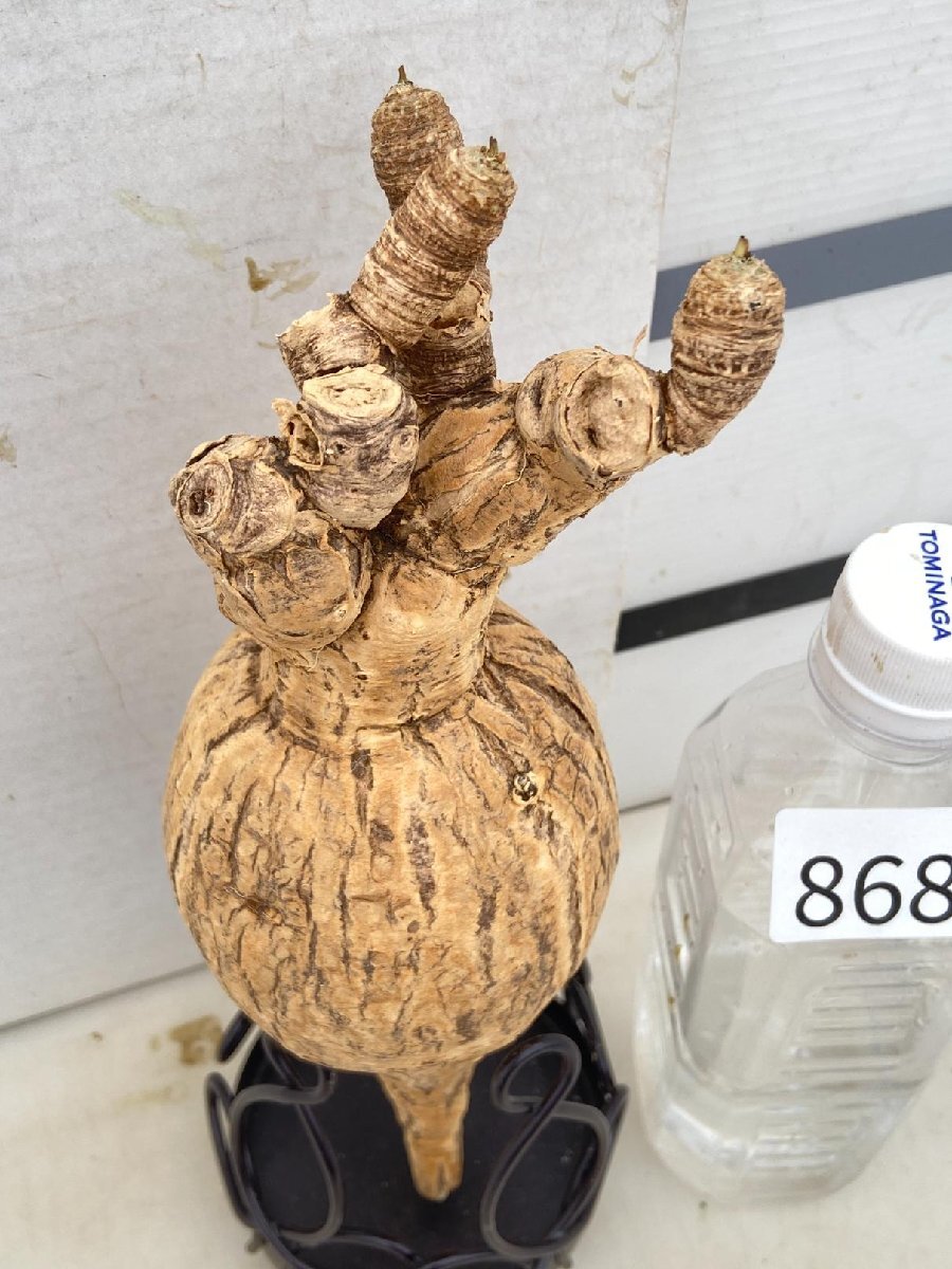 8682 「多肉植物】ユーフォルビア スパポダ　抜き苗【9/25最新到着・Euphorbia subapoda・スパポーダ・マダガスカル】