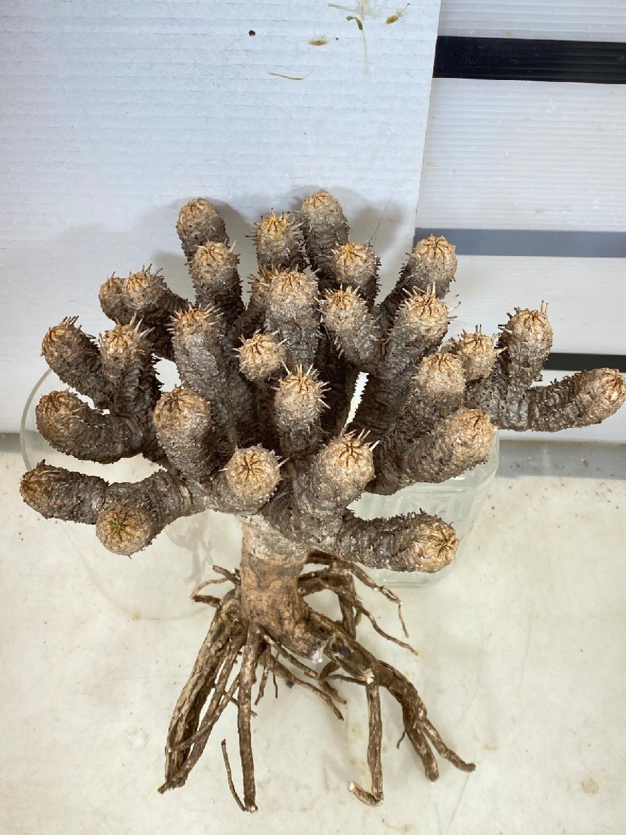 8250 「多肉植物」ユーフォルビア ギラウミニアナ　抜き苗【9/25最新到着・Euphorbia guillauminiana・マダガスカル】