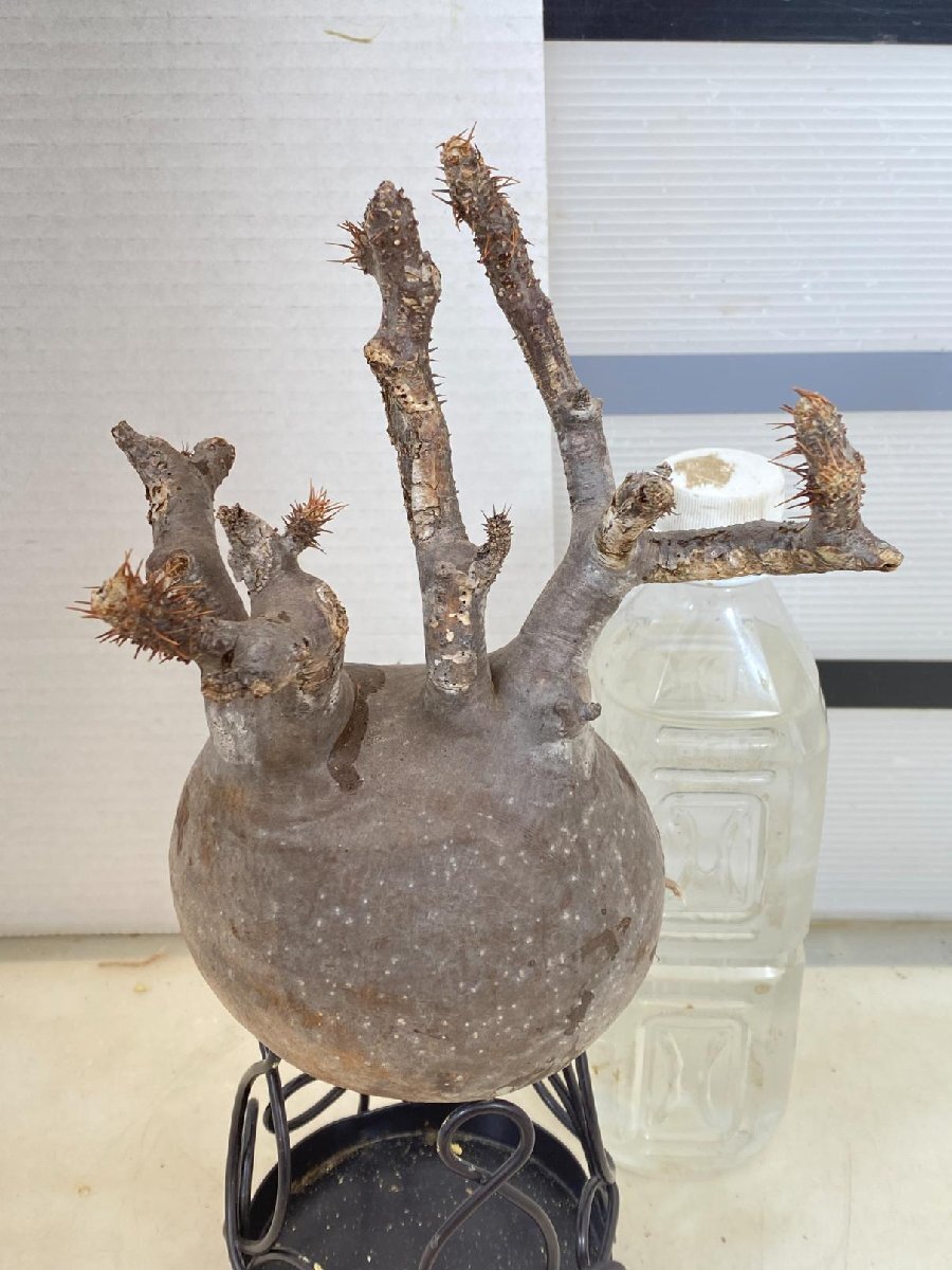8131 「塊根植物」パキポディウム グラキリスM 抜き苗【9/25最新到着・gracilius・根切確認済・マダガスカル】