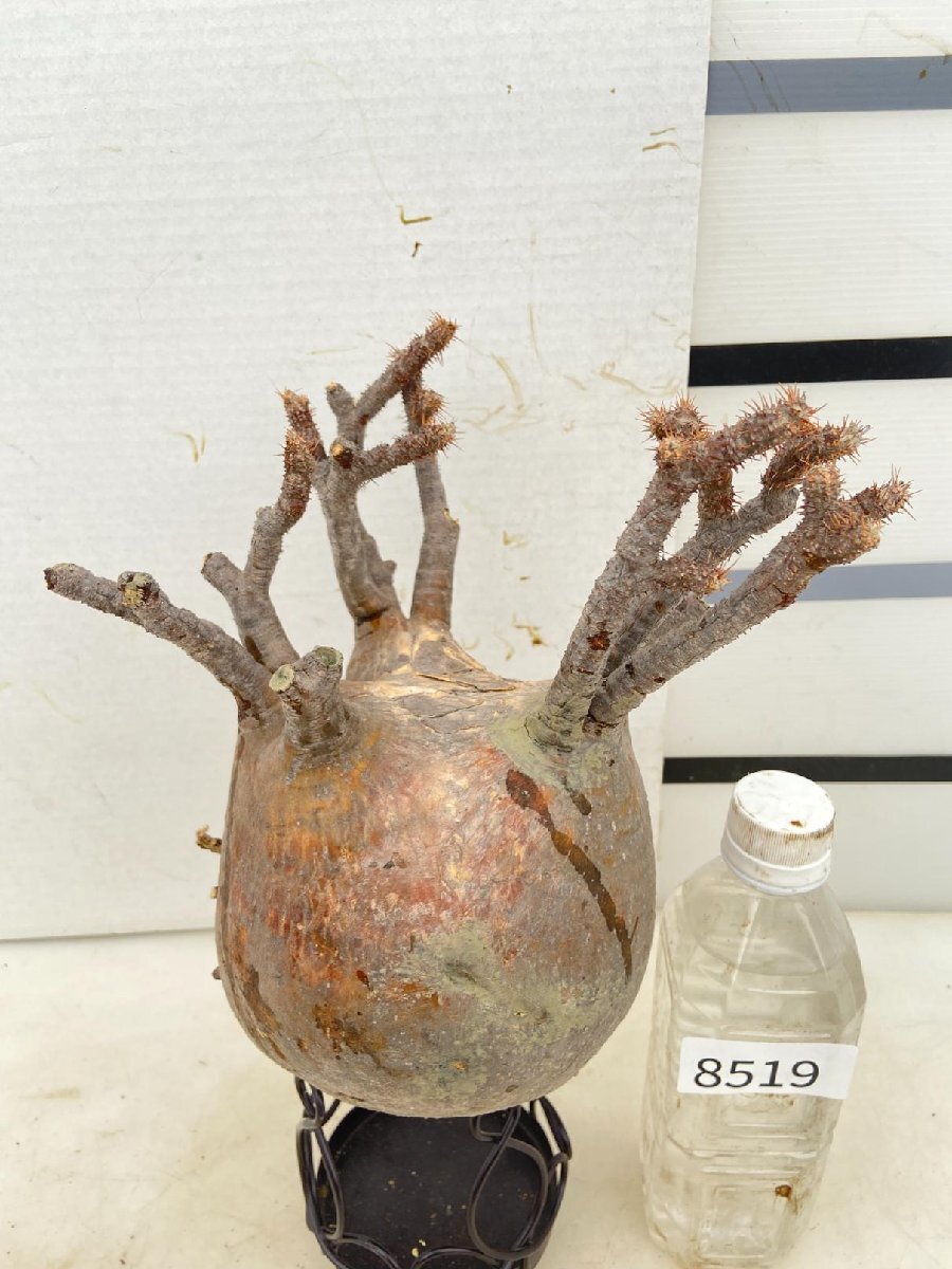 8519 「塊根植物」パキポディウム グラキリス　L 抜き苗【9/25最新到着・gracilius・根切確認済・マダガスカル】
