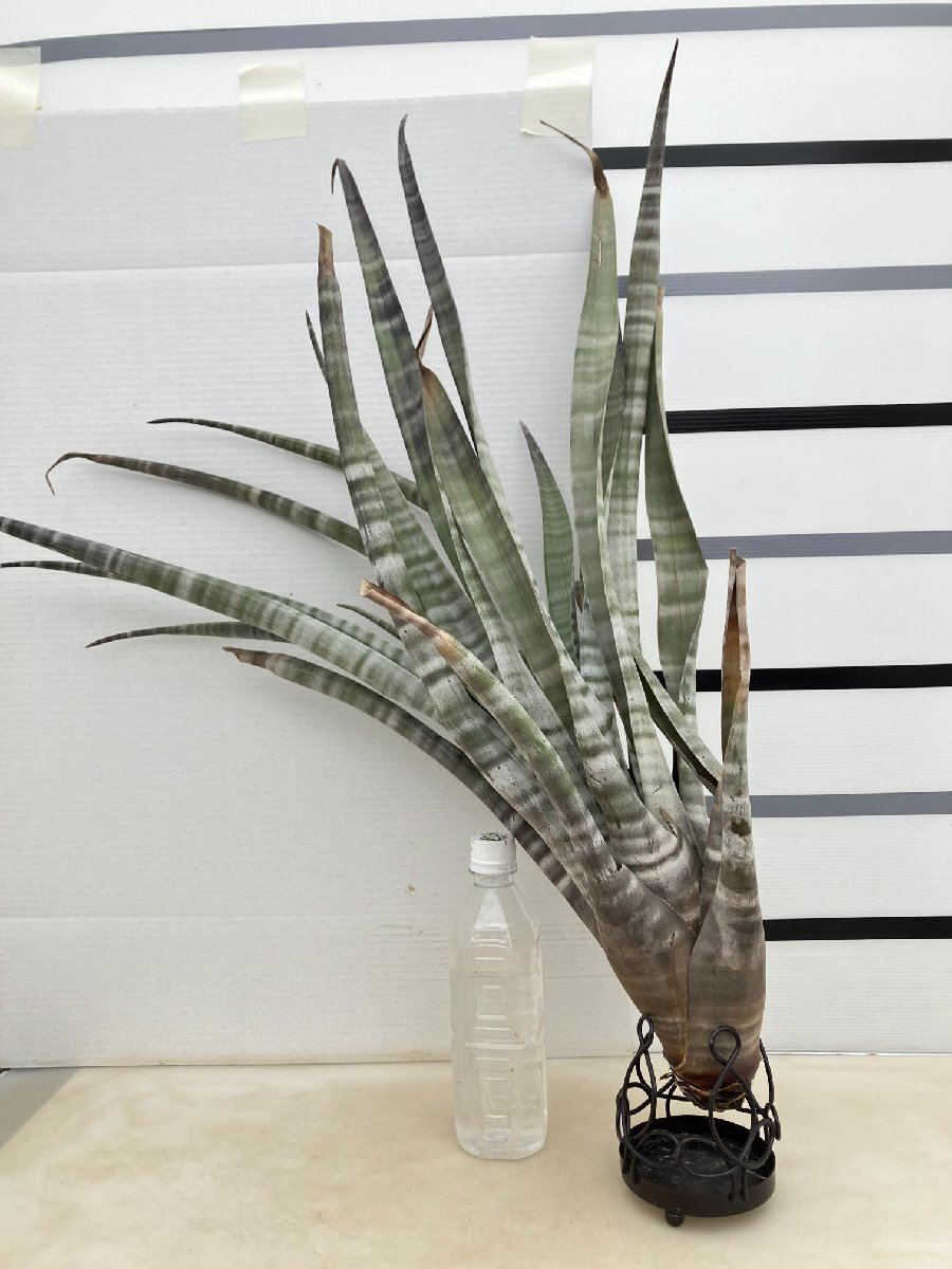 9171 「エアプランツ」tillandsia hildae 抜き苗【巨大株・希少・美株・チランジア】