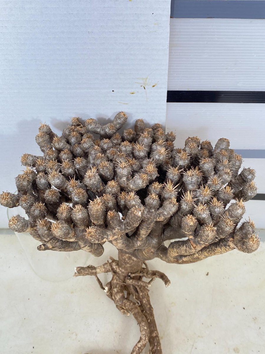 8195 「多肉植物」ユーフォルビア ギラウミニアナ 抜き苗【9/25最新到着・Euphorbia guillauminiana・マダガスカル】