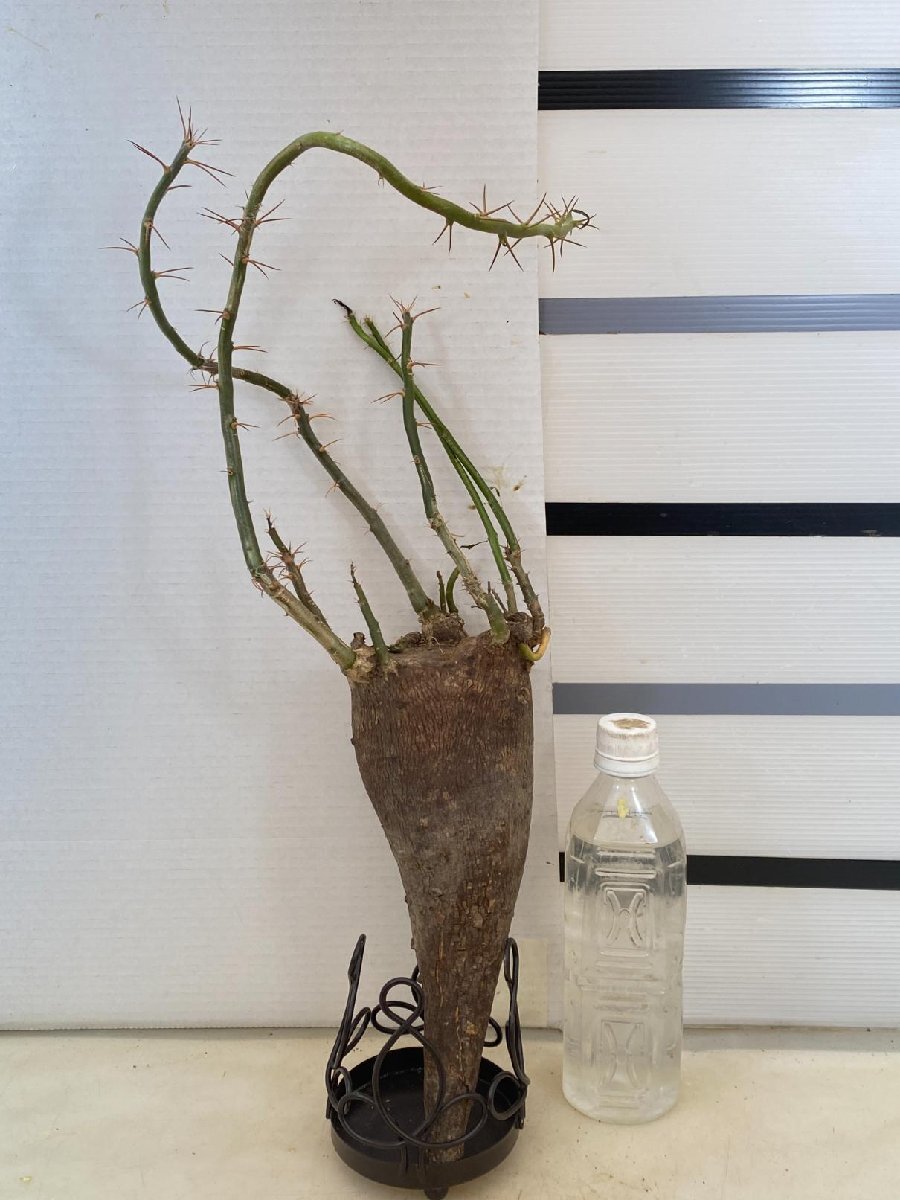 8293 「塊根植物」パキポディウム サキュレンタム 抜き苗【畑地植え株・自社養生株・発根・succulentum】