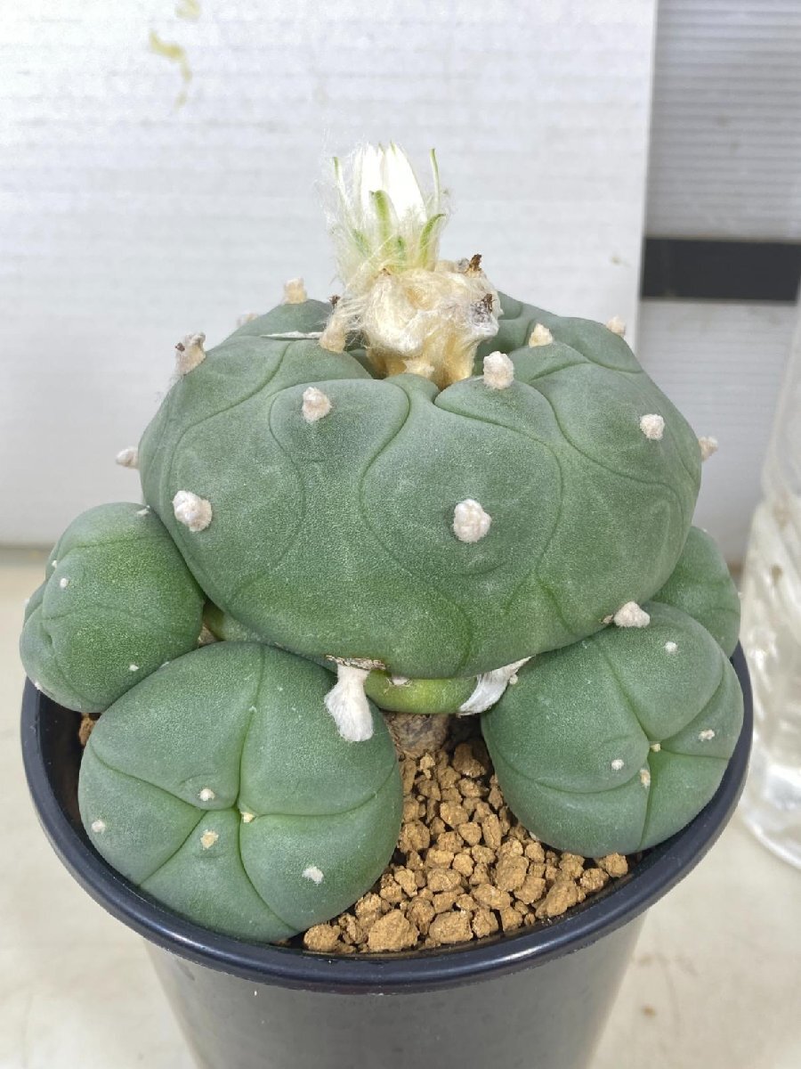 2501 「サボテン」ロフォフォラ 烏羽玉 植え【Lophophora williamsii・発根・ロホホラ・多肉植物】