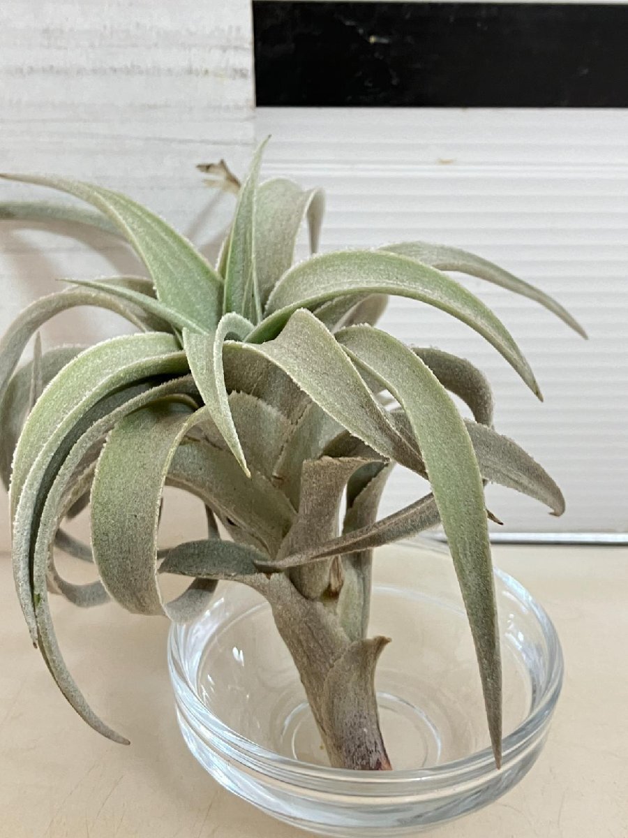 2108 「エアプランツ」tillandsia latifolia × edithae gigantea 抜き苗【希少・美株・チランジア】