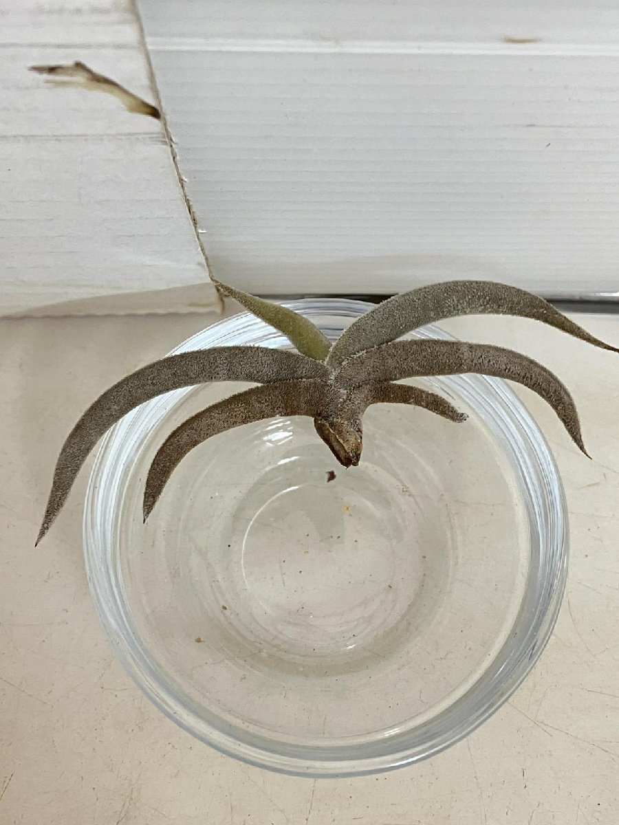 2145 「エアプランツ」tillandsia gilliesi × tenebra 抜き苗【希少・美株・チランジア】