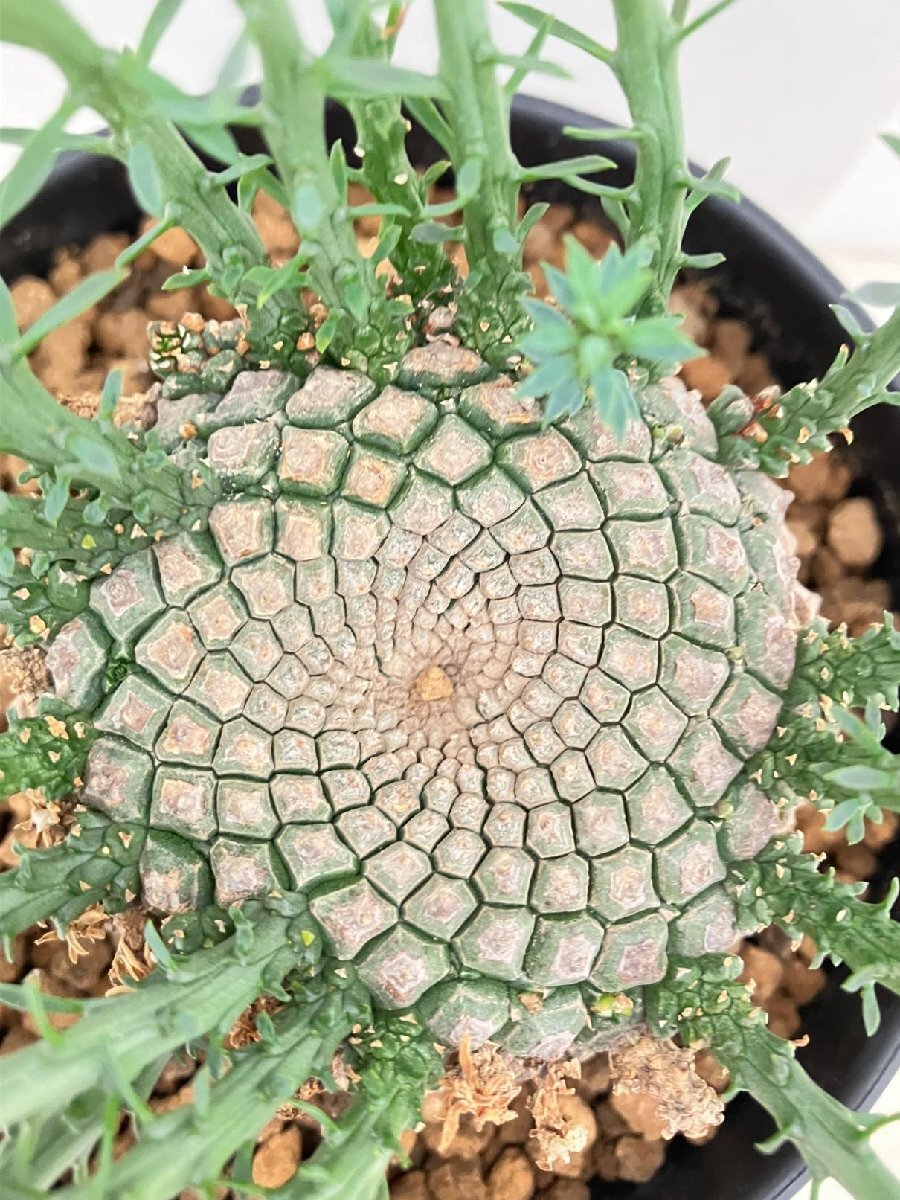 Euphorbia gatbergensis ユーフォルビア ガトベルゲンシス 一点物 ユーフォルビア ガトベルゲンシス 3.5号(1鉢) | チャーム