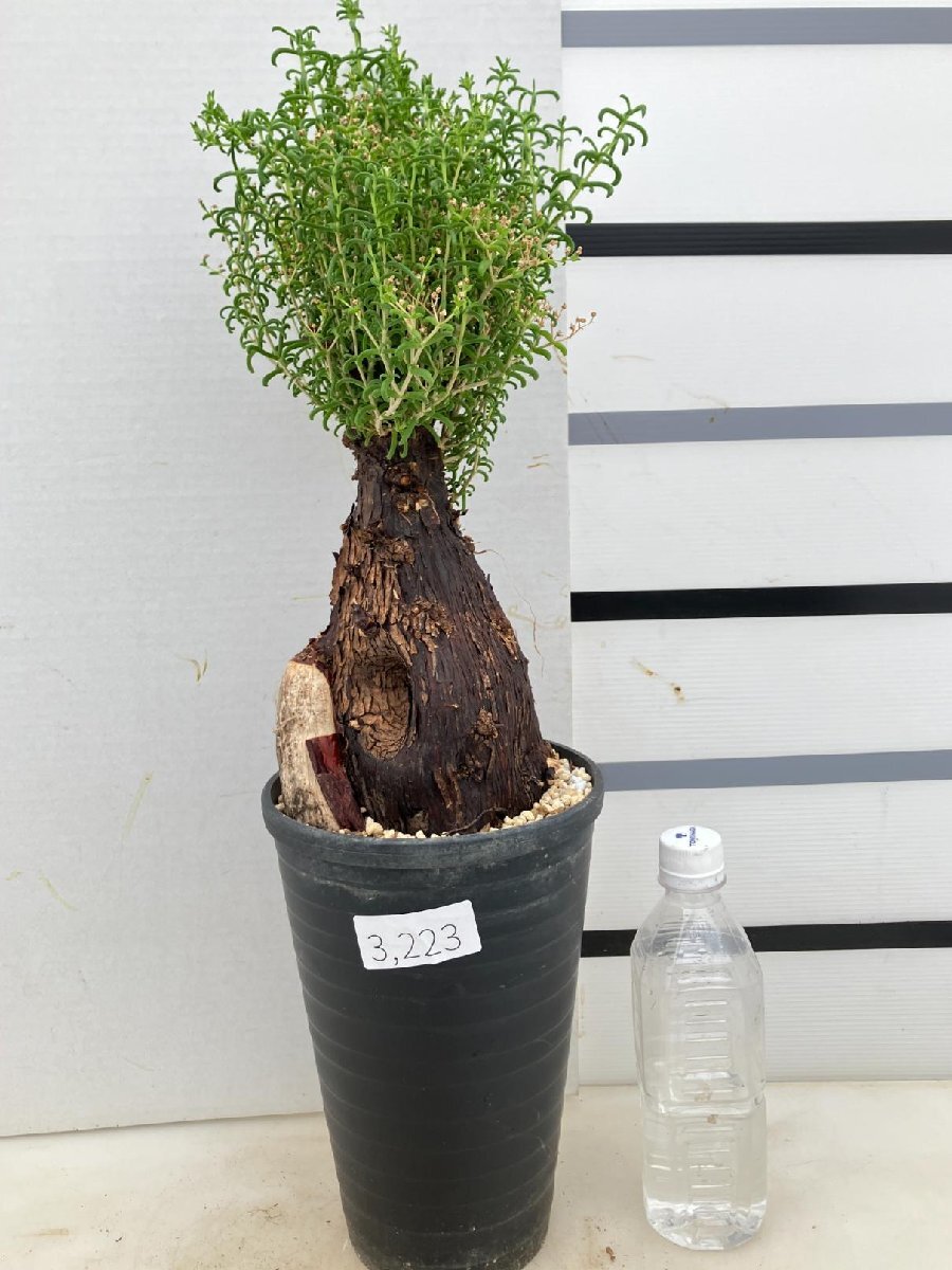 3223 「塊根植物」メストクレマ大 植え【美株・多肉植物・Mestoklema・発根未確認・】
