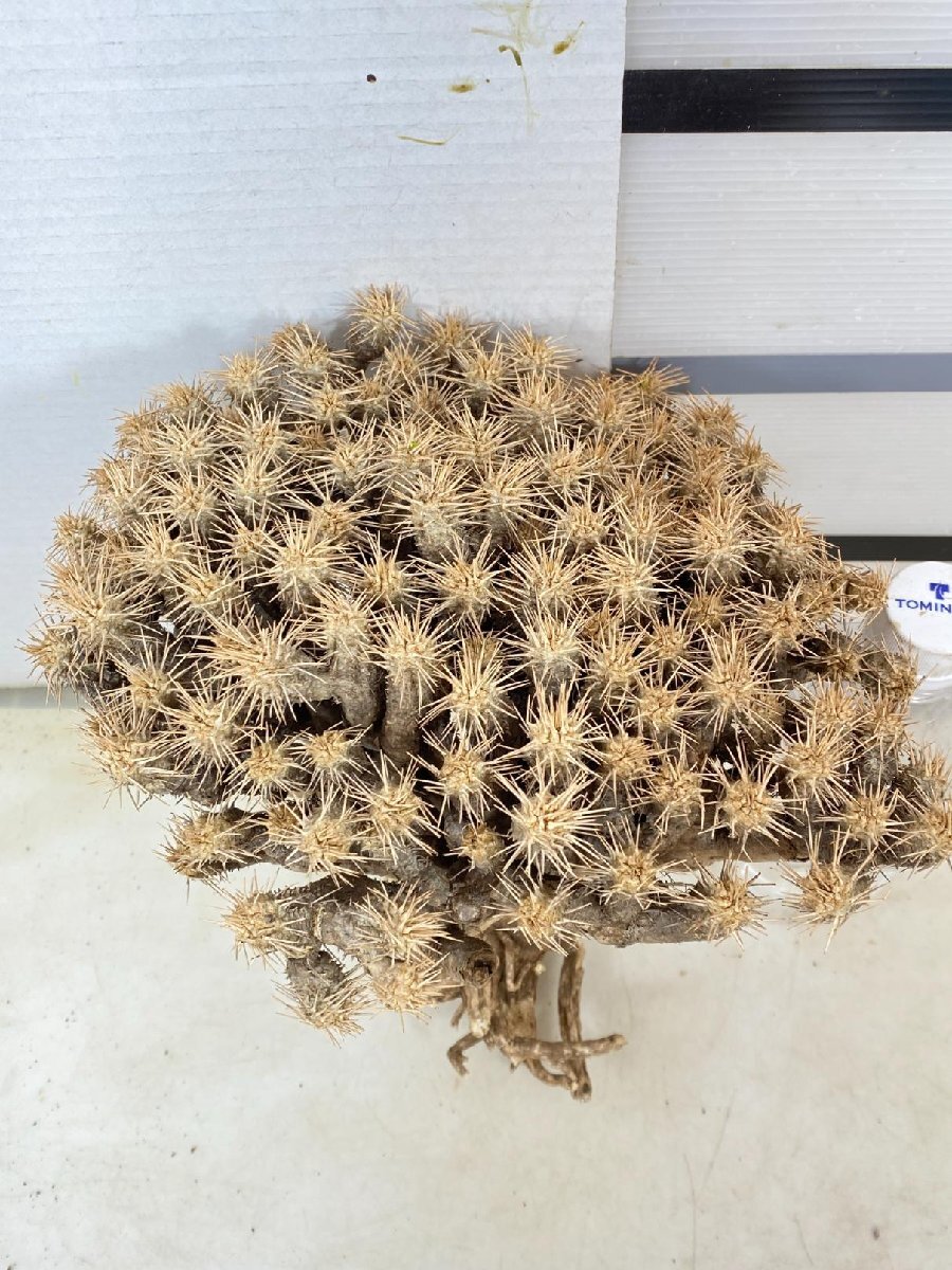 2325 「多肉植物」ユーフォルビア ギラウミニアナ 抜き苗【9/25最新到着・Euphorbia guillauminiana・マダガスカル】