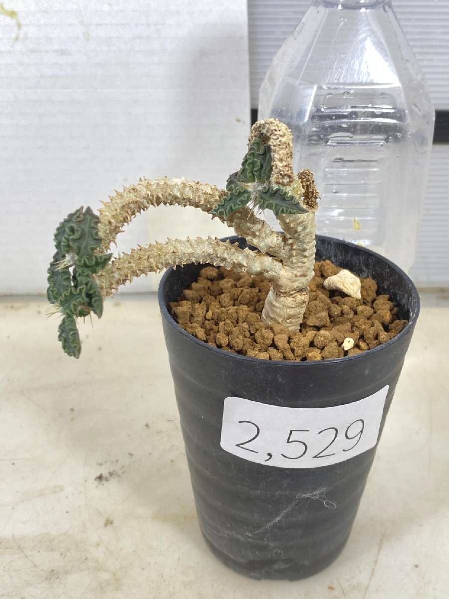 2529 「多肉植物」ユーフォルビア トゥレアレンシス 挿し木【発根・美株・Euphorbia tulearensis】