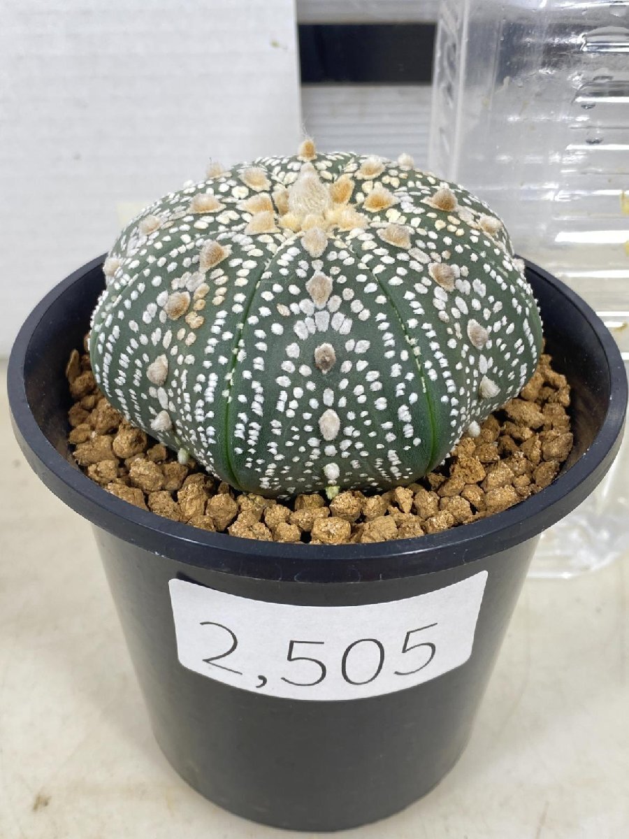 2505 「サボテン」アストロフィツム 兜丸 植え【Astrophytum asterias・発根・多肉植物】