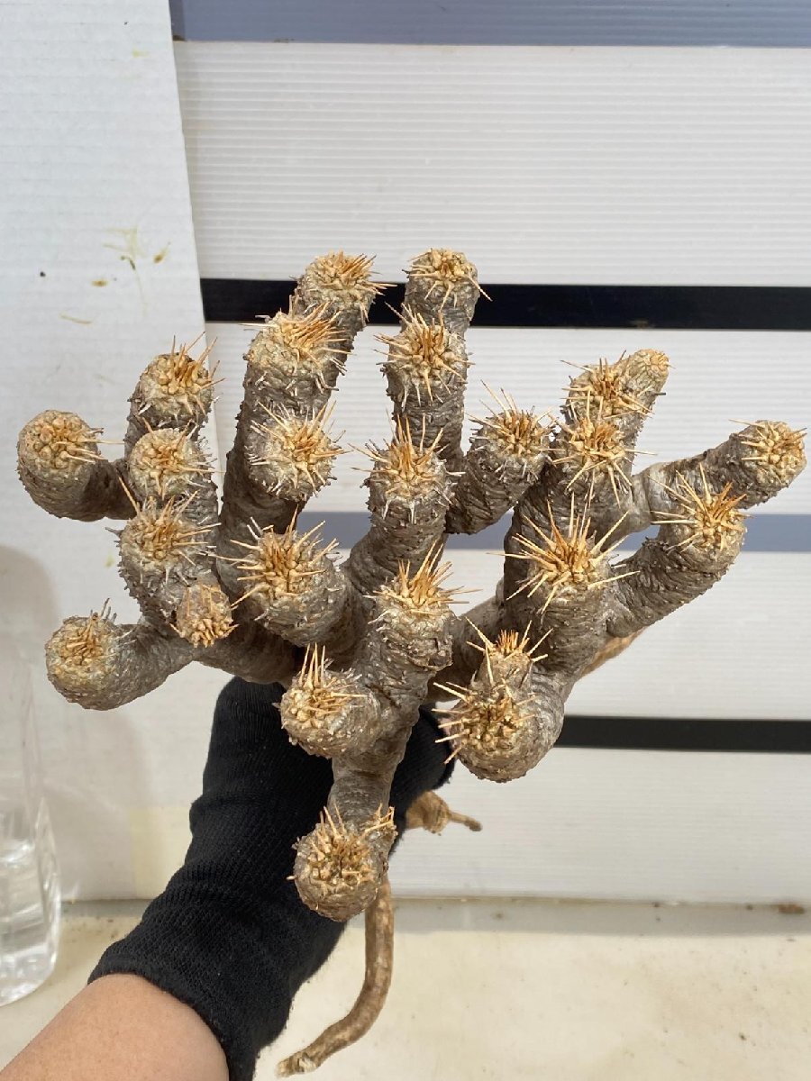2357 「多肉植物」ユーフォルビア ギラウミニアナ　抜き苗【9/25最新到着・Euphorbia guillauminiana・マダガスカル】