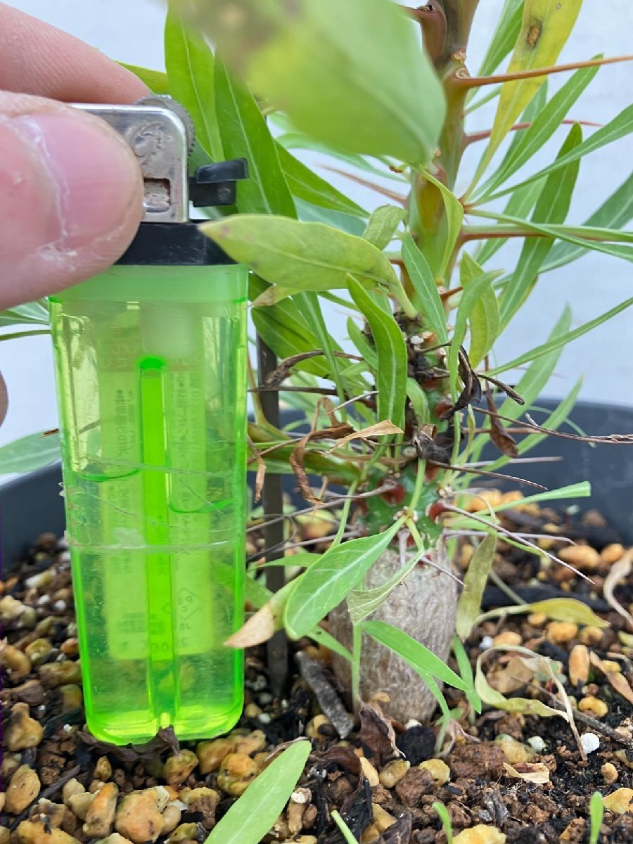3235 「実生」フォークイエリア プルプシー大【塊根植物・Fouquieria purpusii・葉落ちする】