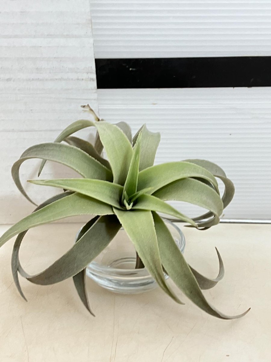 2111 「エアプランツ」tillandsia latifolia × edithae gigantea 抜き苗【希少・美株・チランジア】