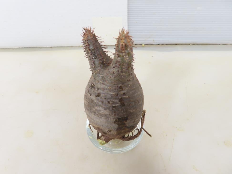 6914 「塊根植物」パキポディウム グラキリスS 抜き苗【最新到着・gracilius・根切確認済・マダガスカル】