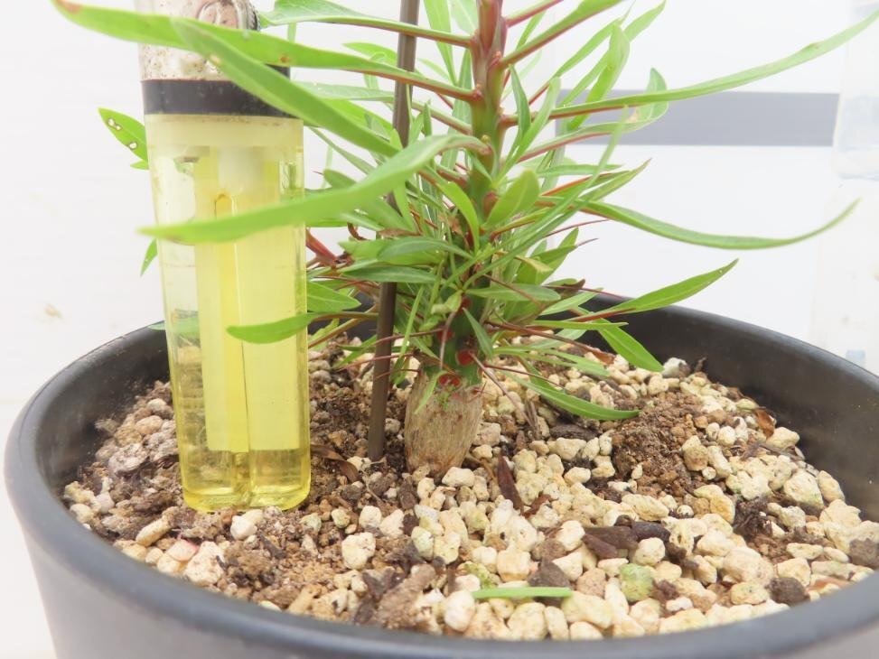 6168 「実生」フォークイエリア プルプシー大【塊根植物・Fouquieria purpusii・葉落ちする】