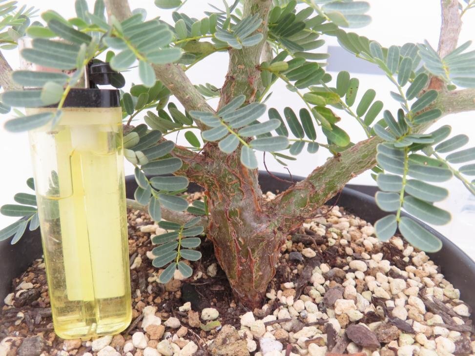 6193 「実生」センナ　メリディオナリス大【種から発芽！・発根・Senna meridionalis・葉落ちします】