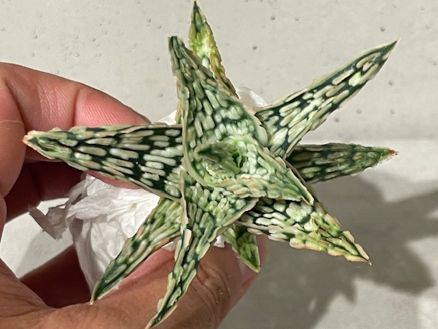 Plant アロエ ハイブリッドAloe Hybrid/W7.5cm 塊根植物/観葉 Plant アロエ ハイブリッドAloe Hybrid/W7.5cm 塊根植物/観葉