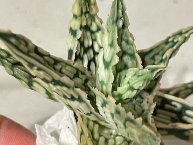 Plant アロエ ハイブリッドAloe Hybrid/W7.5cm 塊根植物/観葉 Plant アロエ ハイブリッドAloe Hybrid/W7.5cm 塊根植物/観葉