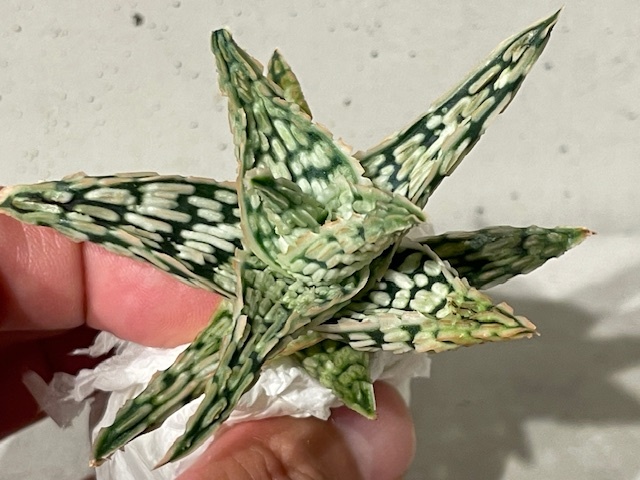 Plant アロエ ハイブリッドAloe Hybrid/W7.5cm 塊根植物/観葉 Plant アロエ ハイブリッドAloe Hybrid/W7.5cm 塊根植物/観葉