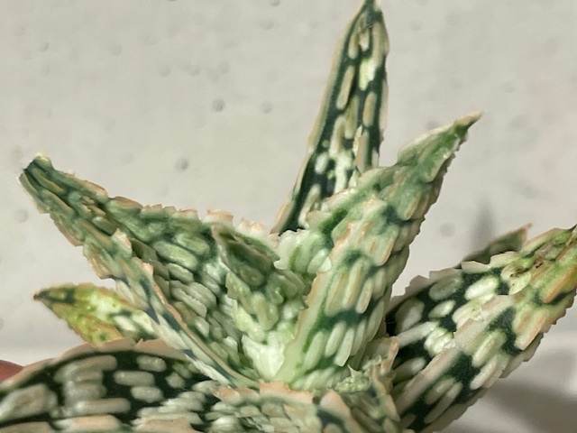 Plant アロエ ハイブリッドAloe Hybrid/W7.5cm 塊根植物/観葉 Plant アロエ ハイブリッドAloe Hybrid/W7.5cm 塊根植物/観葉