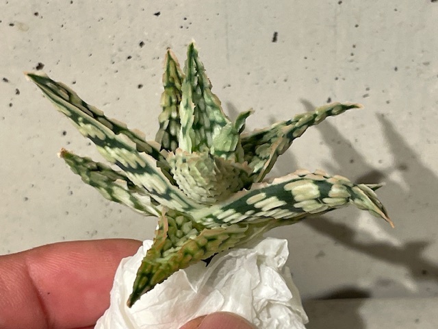 Plant アロエ ハイブリッドAloe Hybrid/W7.5cm 塊根植物/観葉 Plant アロエ ハイブリッドAloe Hybrid/W7.5cm 塊根植物/観葉