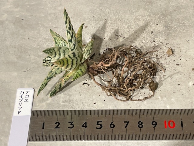 Plant アロエ ハイブリッドAloe Hybrid/W7.5cm 塊根植物/観葉 Plant アロエ ハイブリッドAloe Hybrid/W7.5cm 塊根植物/観葉