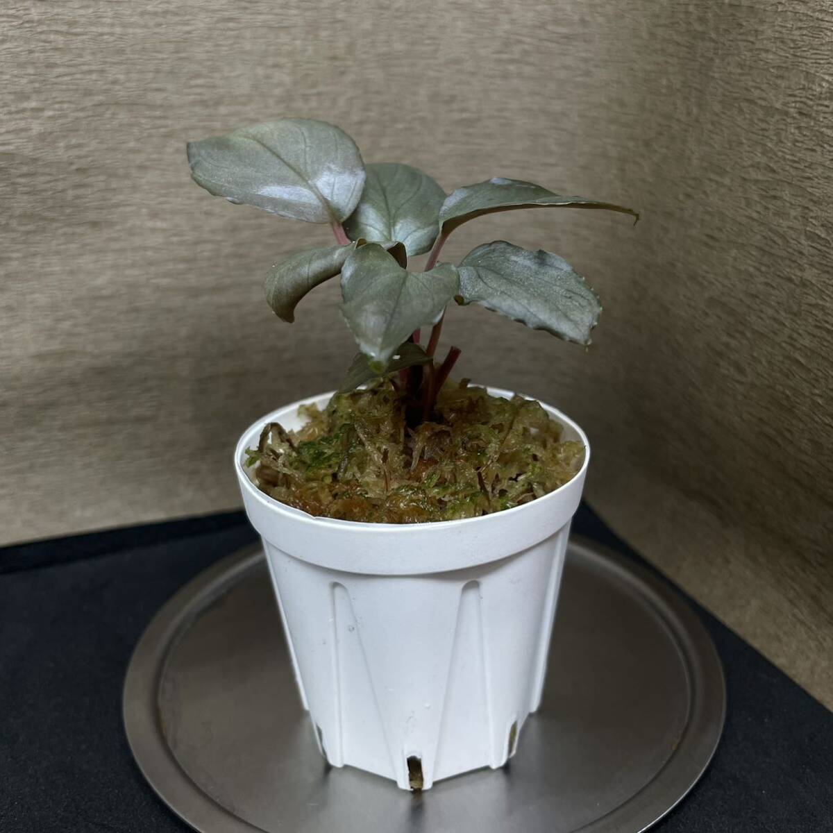 ◇homalomena sp.”Kurogane”SRP from Pulau Lingga 【HW1017-XX ◇homalomena sp.”Kurogane”SRP from Pulau Lingga 【HW1017-XX