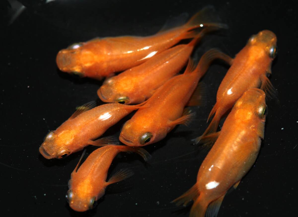 【現物出品】 楊貴妃ダルマ 7匹 メダカ 【一寸】 260