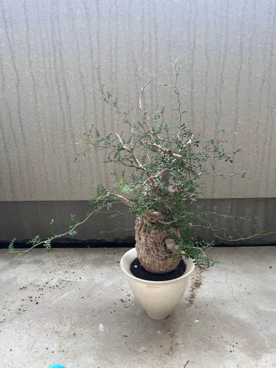 オペルクリカリア・パキプス オペルクリカリア パキプス 塊根植物 発根済