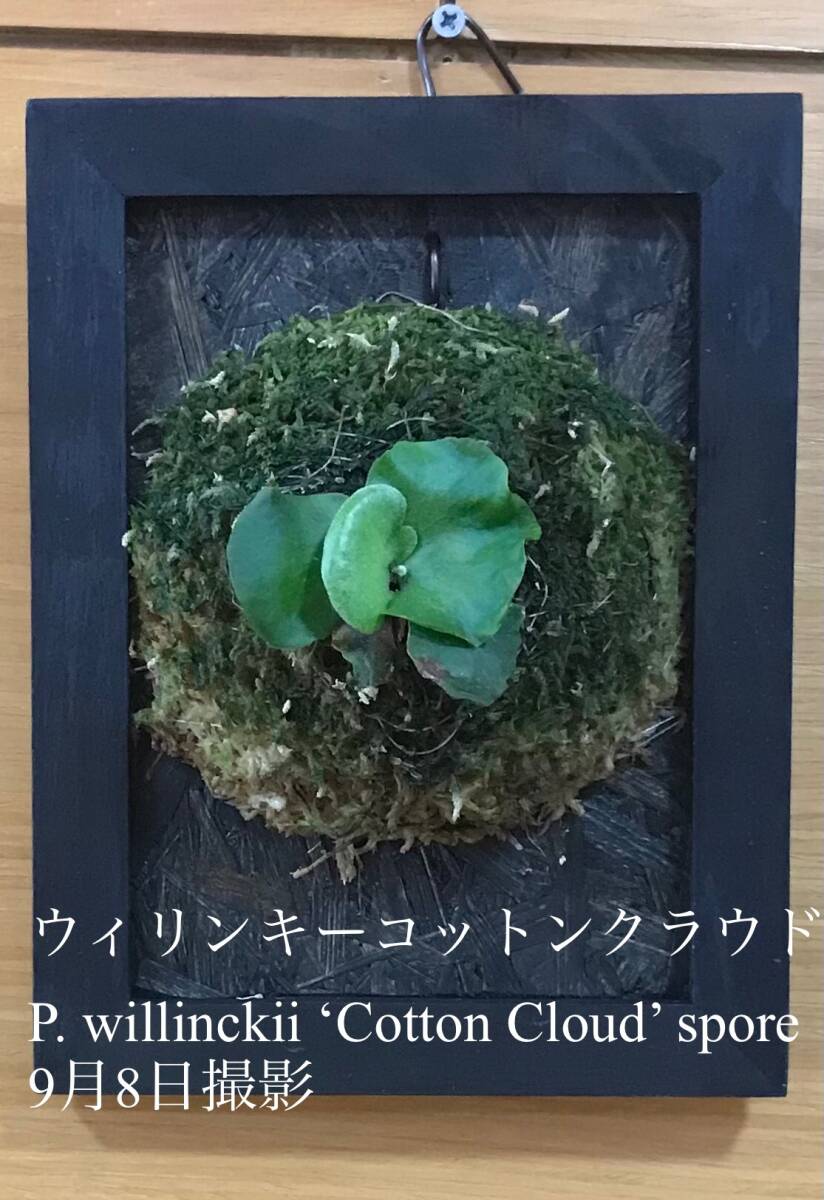Yahoo!オークション - P. willinckii 'Cotton Cloud' spore Yahoo!オークション - P. willinckii 'Cotton Cloud' spore