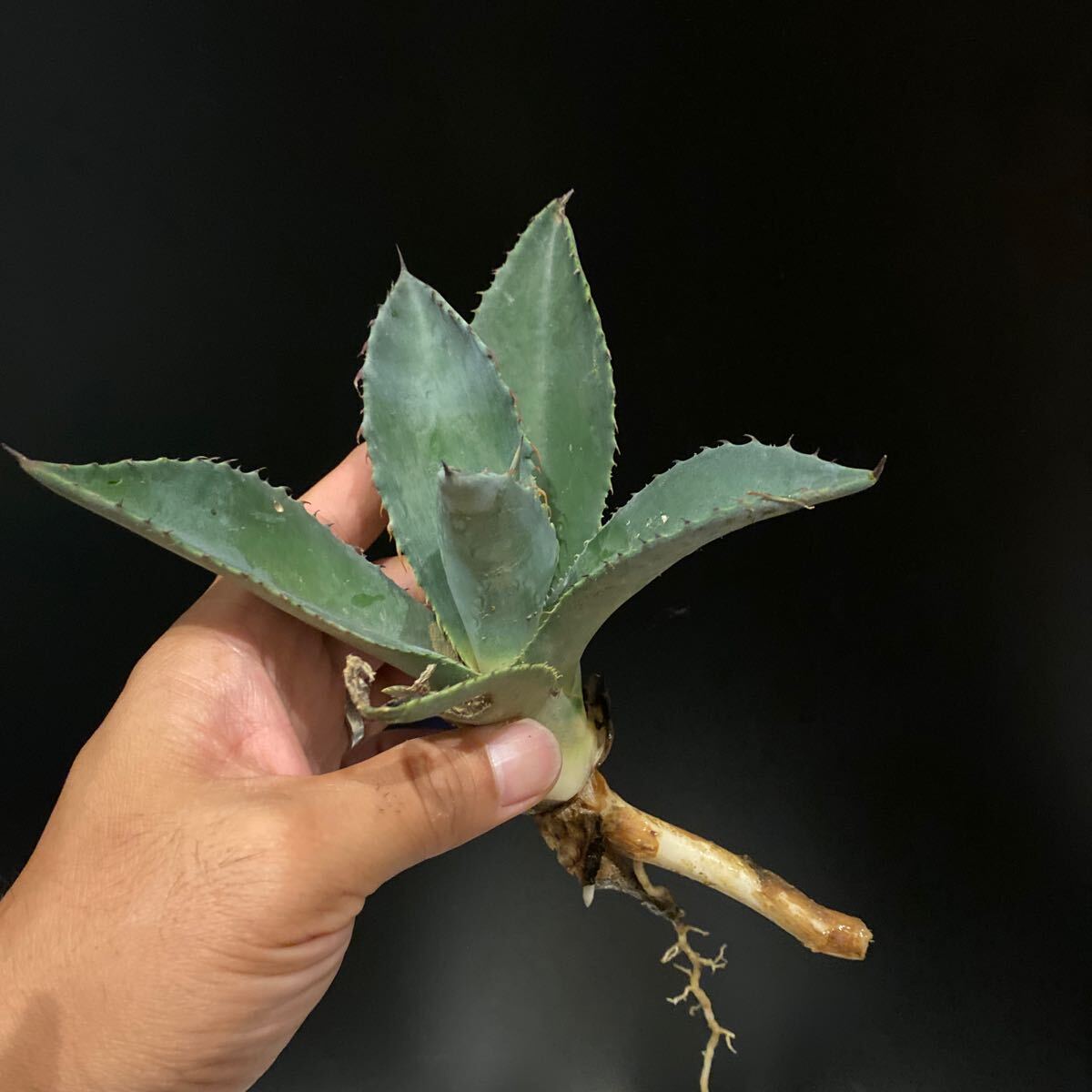 アガベ アトロビレンシス シグマトフィラ|観葉植物 アガベ アトロビレンシス シグマトフィラ|観葉植物