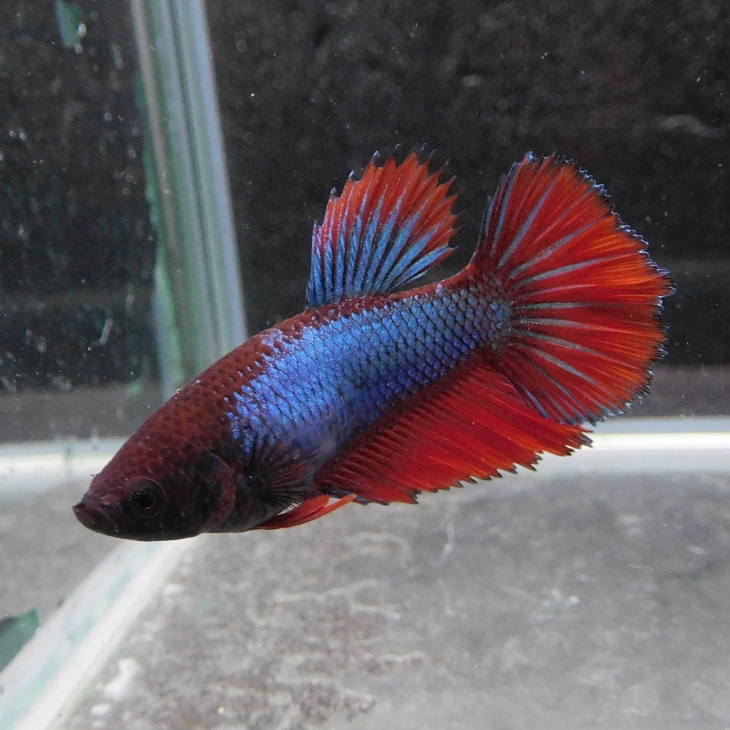 ベタ　ショーベタ　メス　ファンシーブルー　03F0623-231　ハーフムーン　熱帯魚　生体