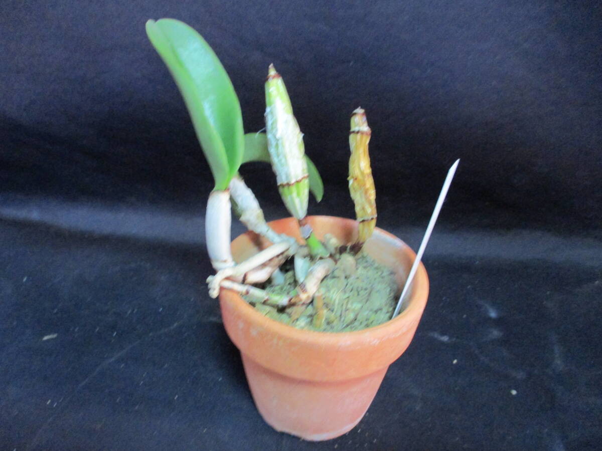 洋蘭原種カトレアC.walkeriana|鉢植え 洋蘭原種カトレアC.walkeriana|鉢植え