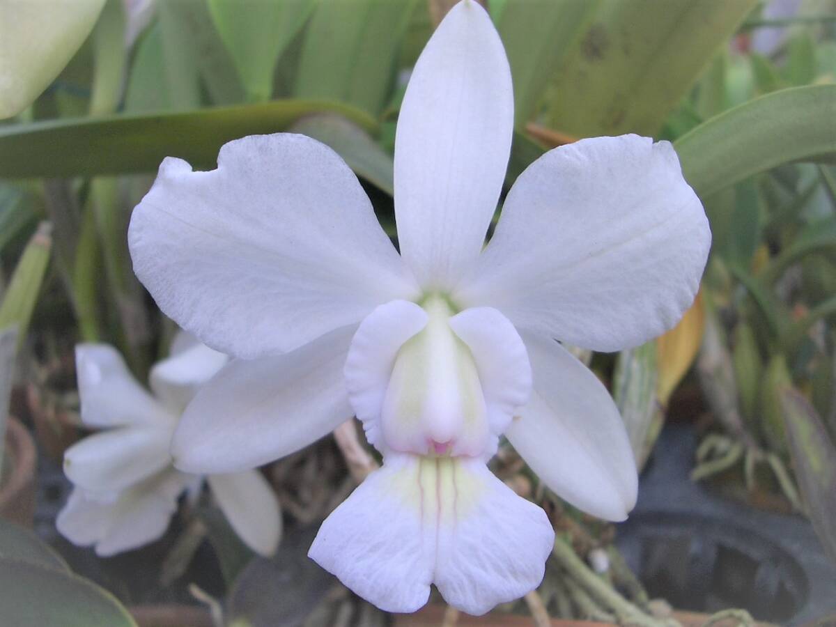 洋蘭原種カトレアC.walkeriana|鉢植え 洋蘭原種カトレアC.walkeriana|鉢植え