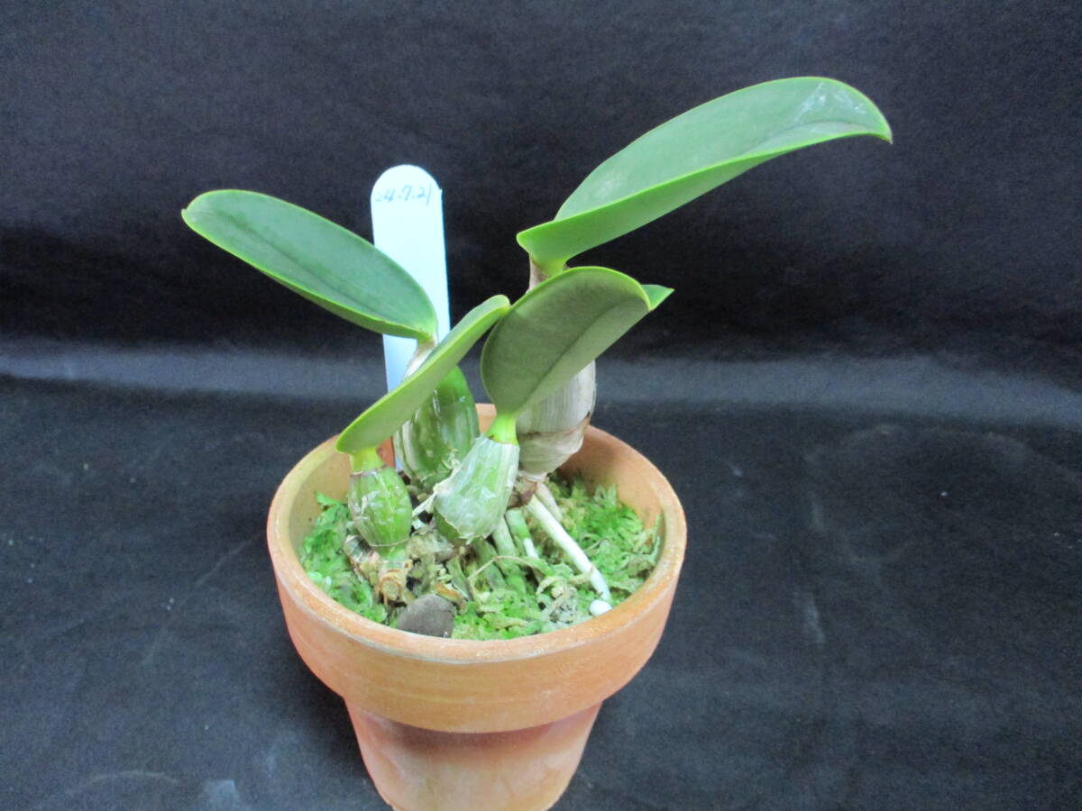 洋蘭原種カトレアC.walkeriana|鉢植え 洋蘭原種カトレアC.walkeriana|鉢植え