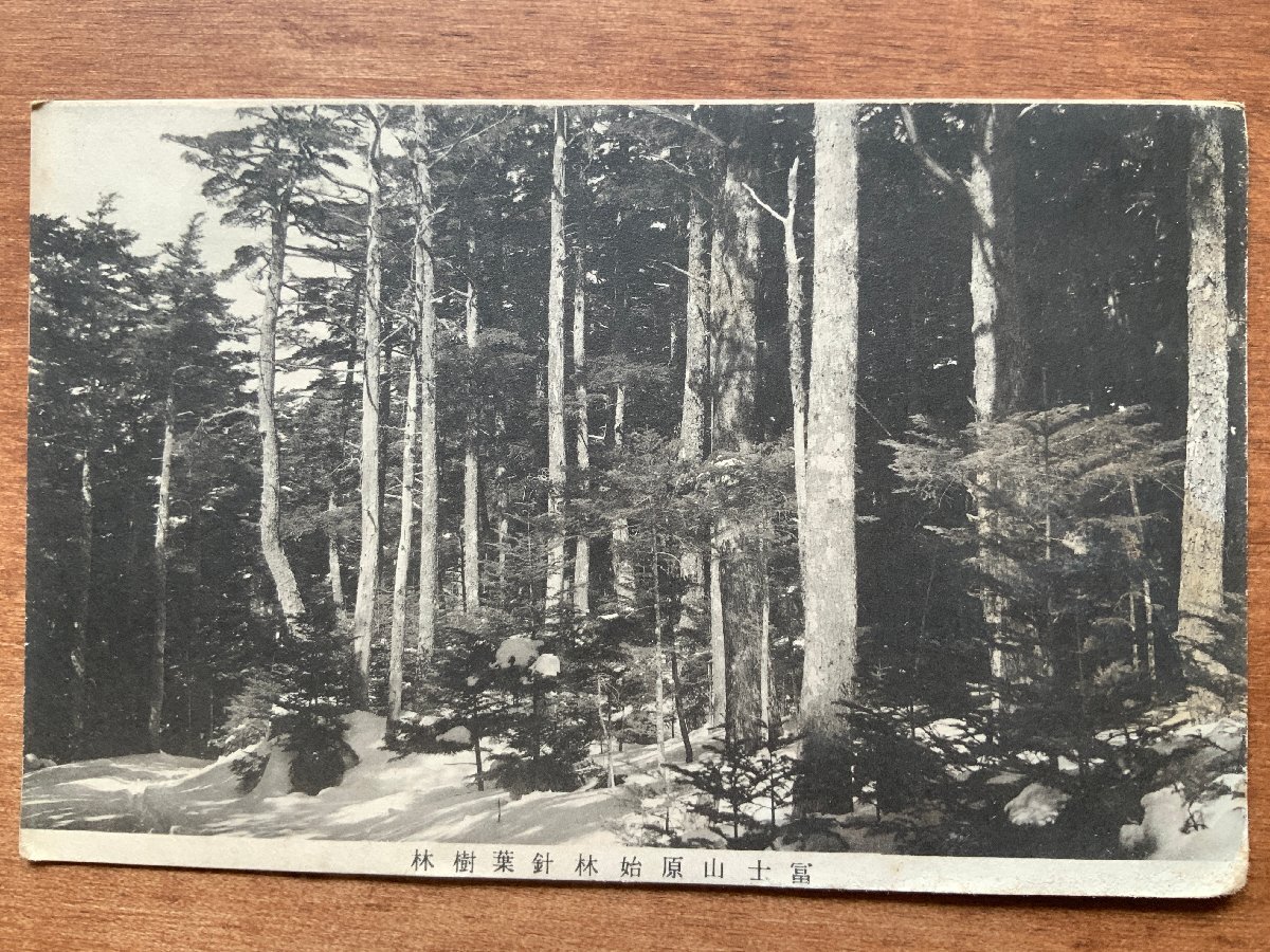 VV-4929 ■送料込■ 山梨県 富士山 原始林 針葉樹林 雪 風(fēng)景 レトロ 山林 林 山 林業(yè) ●剝離有 絵葉書 古書 古葉書 寫真 古寫真/くNAら