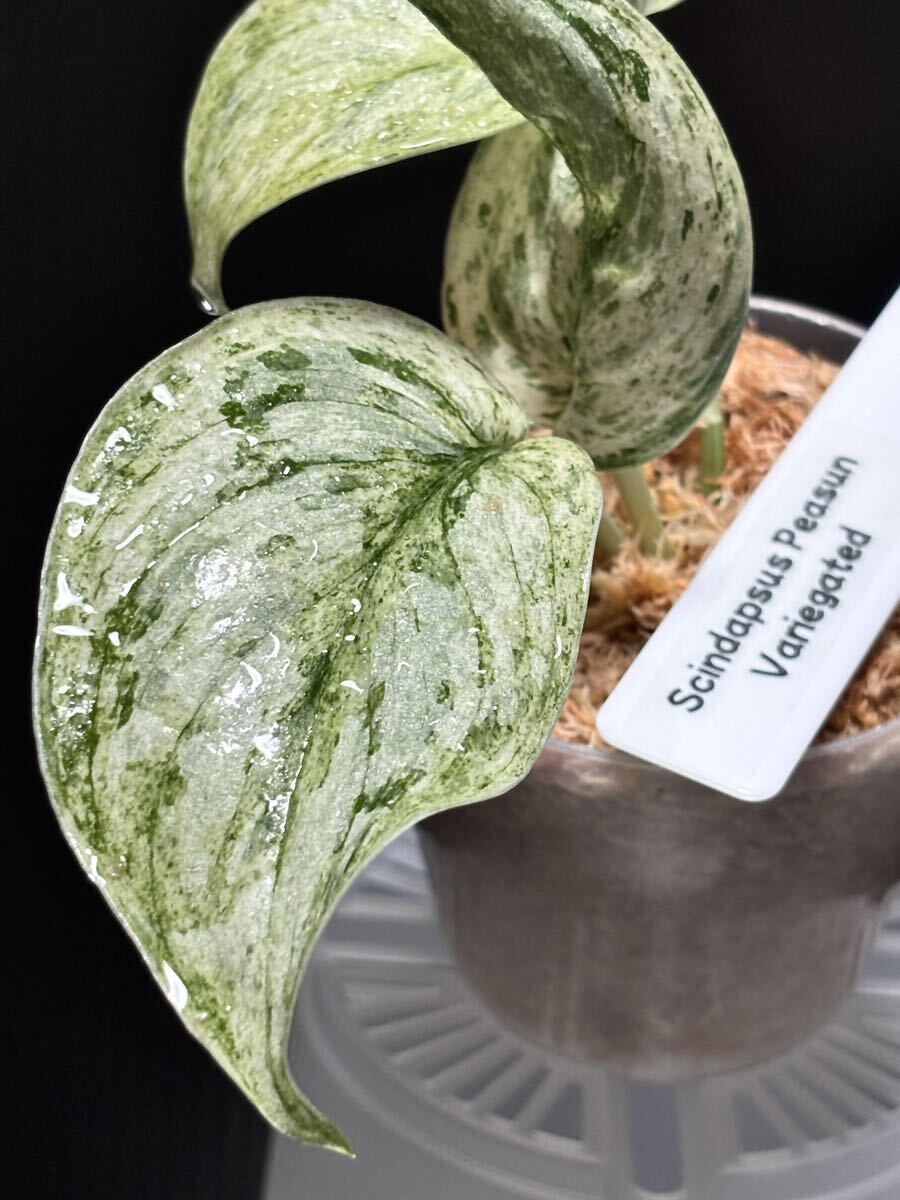 Yahoo!オークション - レア希少種 Scindapsus Peasun Variegated Yahoo!オークション - レア希少種 Scindapsus Peasun Variegated