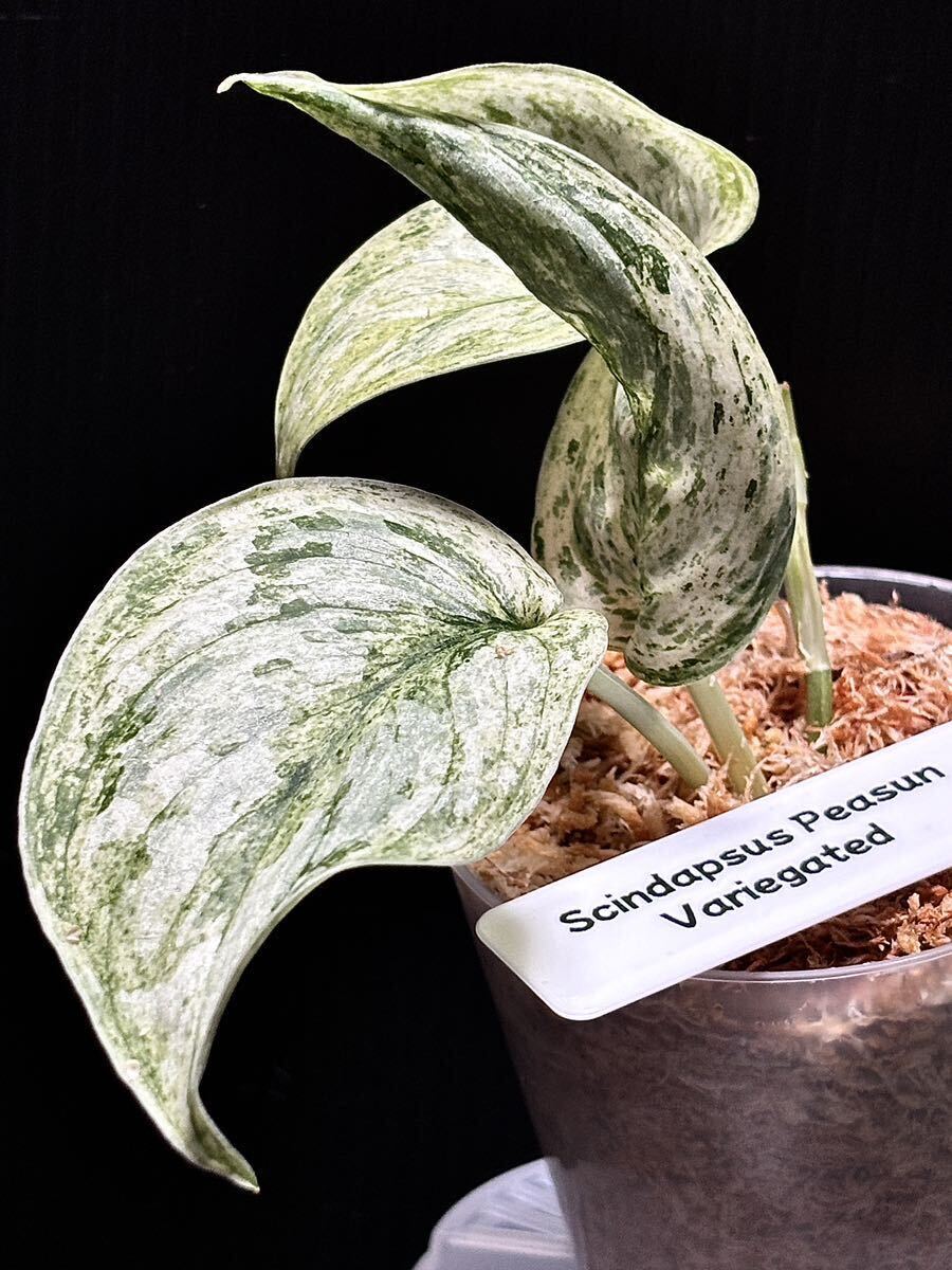 Yahoo!オークション - レア希少種 Scindapsus Peasun Variegated Yahoo!オークション - レア希少種 Scindapsus Peasun Variegated