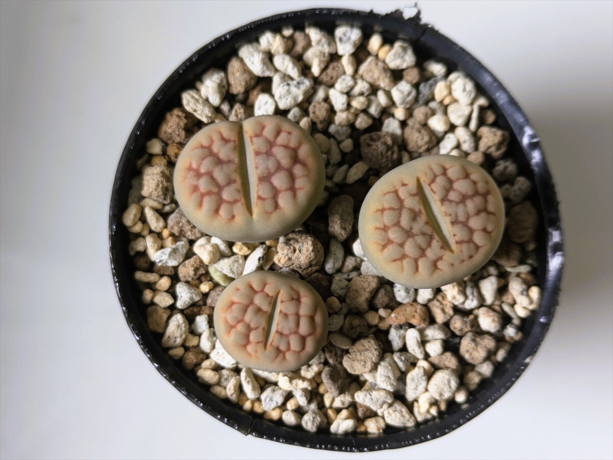  over re-doLithops hookeri v.lutea\'Aubarede\'li taupe s succulent plant 