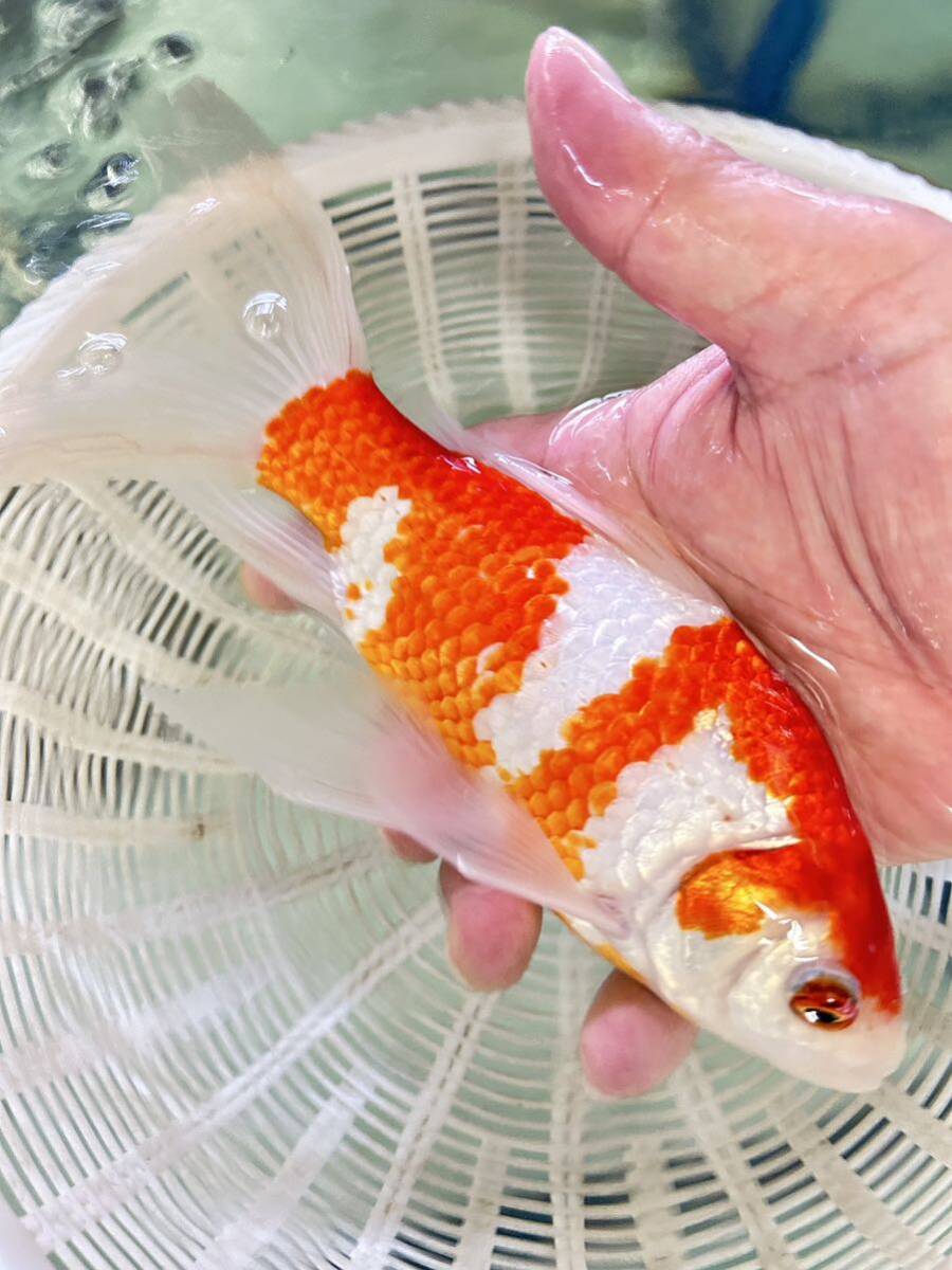 更紗コメット　全長25センチ