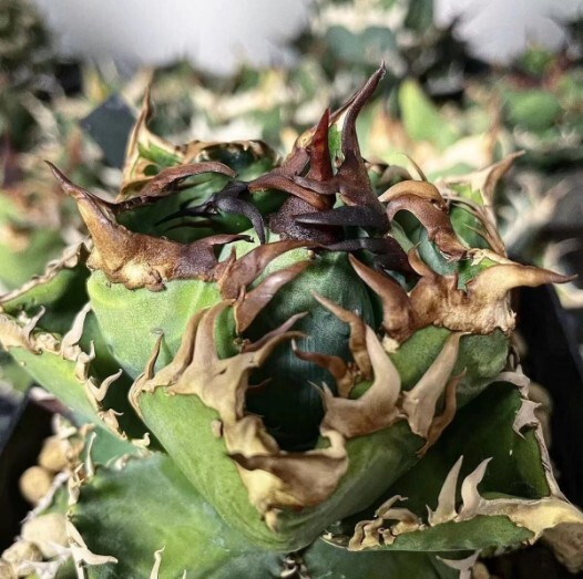 【BM370】多肉植物 アガベ チタノタ 台湾GODZILLA ゴジラ 狂刺子株