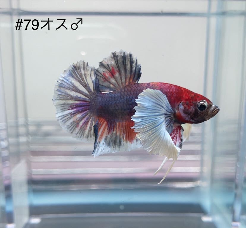 3匹まとめ　ベタダンボコイ　【2オス　1メス】