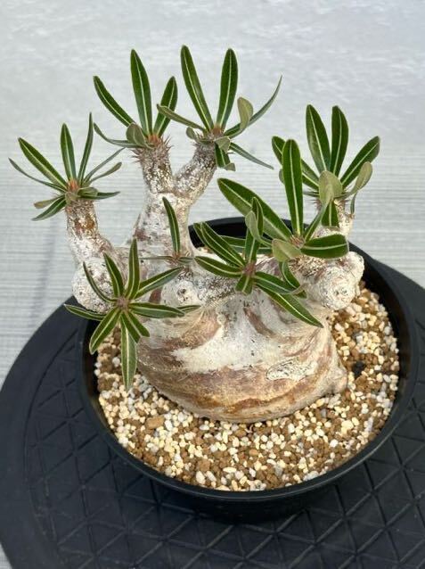 パキポディウム・イノピナツム（現地球・発根済）検/グラキリス