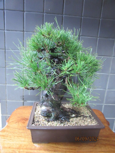 四国黒松盆栽(樹高34cm) 中品盆栽 和鉢