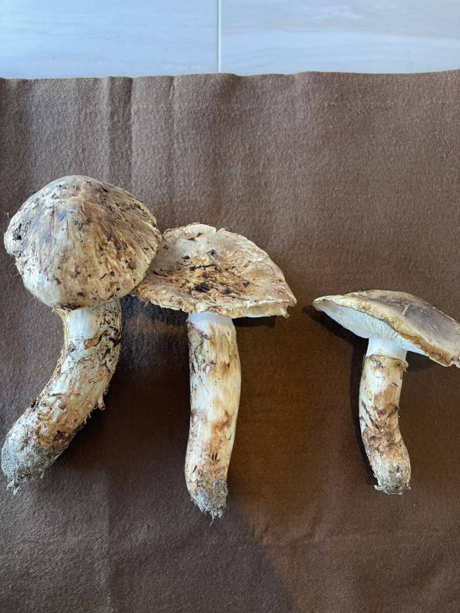 岩手県産松茸10/13朝採れ